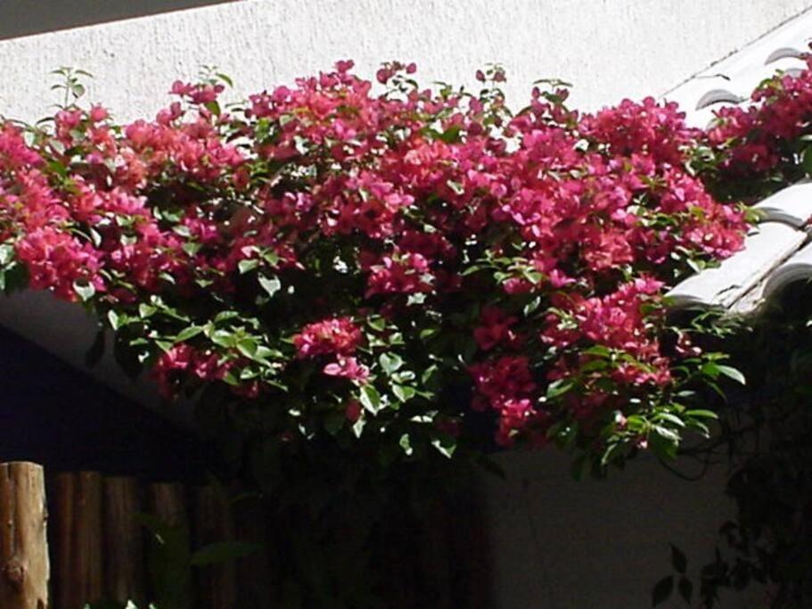 פורטו אלגרה Morada Das Flores מראה חיצוני תמונה